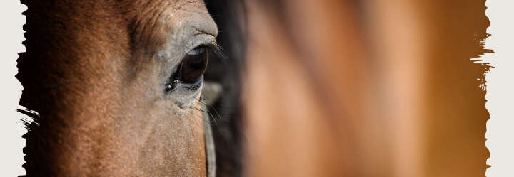einstiegsbanner pferd pferdepflege haut derby